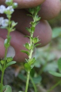 Veronica-serpyllifolia-04-05-2011-7539