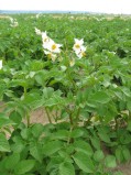 Solanum-tuberosum-09-07-2008