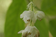 Staphylea-pinnata-13-04-2011-6854