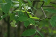 Staphylea-pinnata-13-04-2011-6862