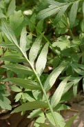 Valeriana-officinalis-25-04-2009-1598