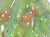 Chara-vulgaris-longibracteata-05-10-2011-0059