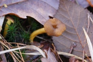 Cantharellus-lutescens-25-11-2009-5503