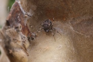 Araneus-diadematus-07-09-2011-4940