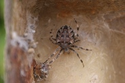 Araneus-diadematus-07-09-2011-4945
