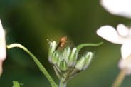 Sapromyza-halidayi-14-05-2019-2969