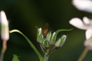 Sapromyza-halidayi-14-05-2019-2971