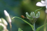 Sapromyza-halidayi-14-05-2019-2975