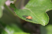 Sapromyza-halidayi-20-05-2019-3071