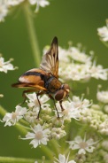 Ectophasia-crassipennis-30-08-2013-8265