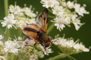 Ectophasia-crassipennis-30-08-2013-8271