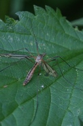 Tipula-oleracea-27-05-2012-6447