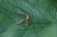 Tipula-oleracea-27-05-2012-6449