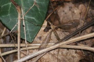 Tipula-paludosa-04-08-2010-3764