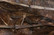 Tipula-paludosa-04-08-2010-3767