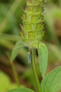 Cicadella-viridis-05-07-2009-8339