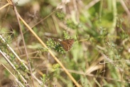 Erynnis-tages-11-08-2009-2508