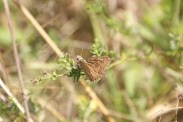 Erynnis-tages-11-08-2009-2513