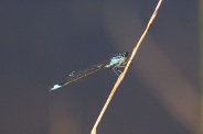 Ischnura-elegans-12-07-2011-1736
