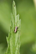 Pholidoptera-griseoaptera-15-05-2011-7983
