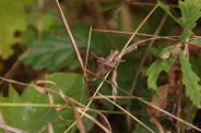 Pholidoptera-griseoaptera-30-08-2013-8413