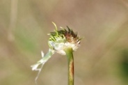 Allium-vineale-18-06-2009-5022