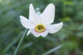 Narcissus-poeticus-24-04-2009-1381