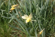 Narcissus-pseudonarcissus-09-04-2010-6652