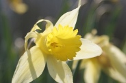 Narcissus-pseudonarcissus-09-04-2010-6655