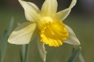 Narcissus-pseudonarcissus-09-04-2010-6657