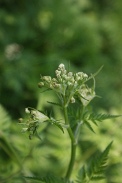 Chaerophyllum-temulum-18-04-2011-6996