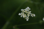 Chaerophyllum-temulum-18-04-2011-7006