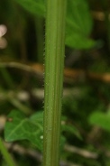 Chaerophyllum-temulum-22-05-2010-8346