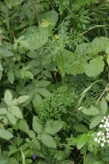 Selinum-carvifolia-17-07-2011-2782