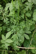 Selinum-carvifolia-17-07-2011-2786