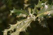 Ilex-aquifolium-27-04-2011-7401