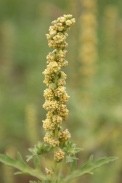 Ambrosia-artemisiifolia-21-07-2011-2995