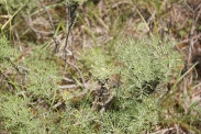 Artemisia-herba-alba-11-06-2010-9675