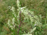 Artemisia-vulgaris1-3-09-07-2008