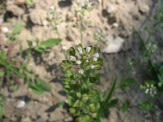 Thlaspi-perfoliatum-24-04-2009-5304