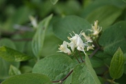 Lonicera-xylosteum-18-04-2011-6930