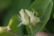 Lonicera-xylosteum-18-04-2011-6945