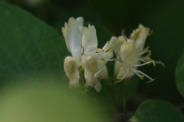 Lonicera-xylosteum-18-04-2011-6950