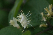 Lonicera-xylosteum-18-04-2011-6952