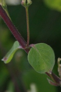 Lonicera-xylosteum-18-04-2011-6956