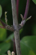 Lonicera-xylosteum-18-04-2011-6957