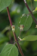 Lonicera-xylosteum-18-04-2011-6961