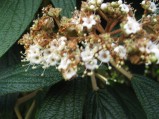 Viburnum-rhytidophyllum-4545