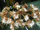 Viburnum-rhytidophyllum-4546