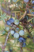 Juniperus-communis-24-06-2009-6108